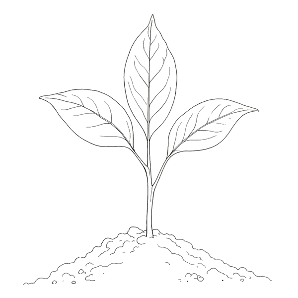 Seedling growing from soil illustration